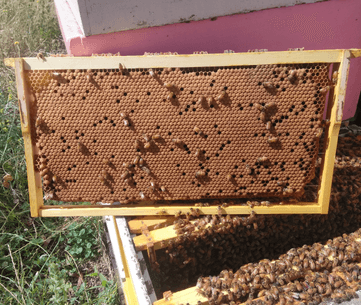 Brood-361x305-1