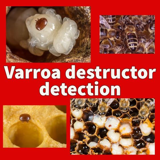 Urgent Industry Notice – Varroa destructor detected in the Port of Newcaslte